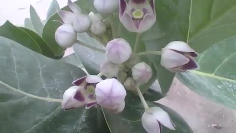Tree has white and purple flowers, some are open, others closed [Nature & Animals]