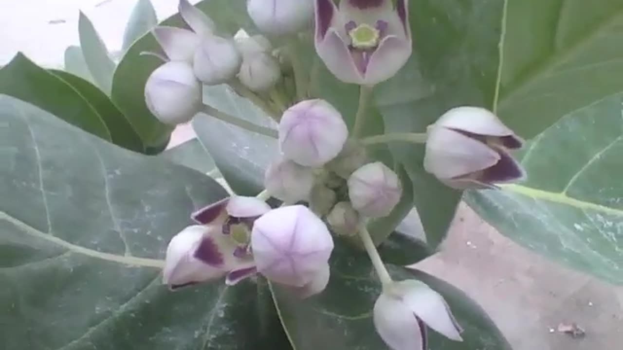 Tree has white and purple flowers, some are open, others closed [Nature & Animals]