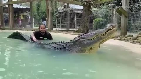 Funny Alligator