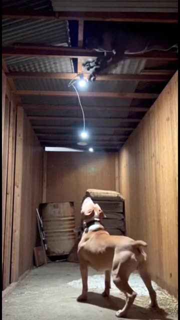 This Security Footage Is Disturbing #CCTV #Pitbull #SecurityCamera #DogAlert