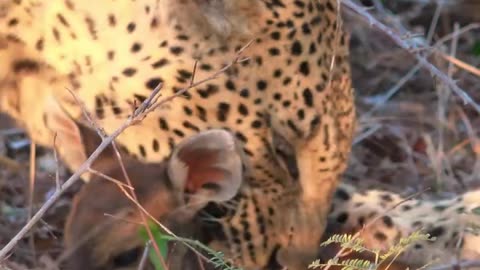Leopards with a small pet?