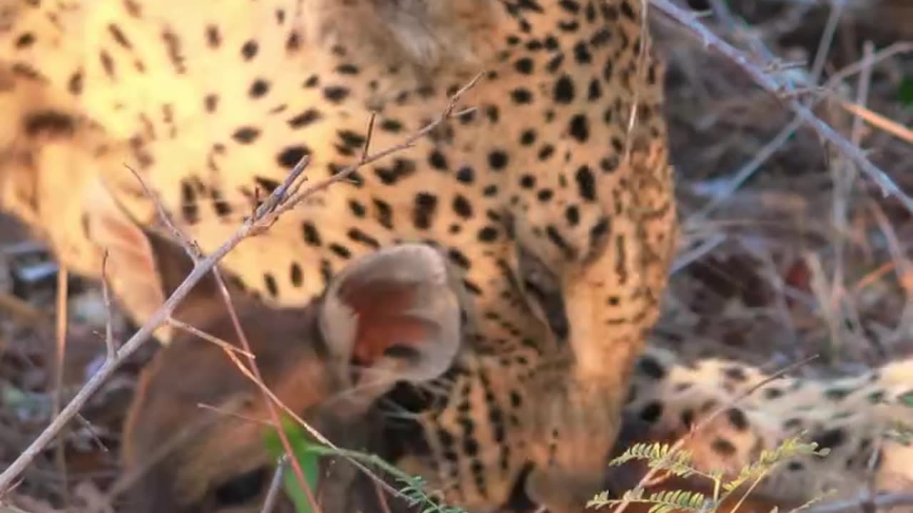 Leopards with a small pet?