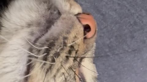 Wednesday Whiskers with SPH featuring a Princess Hazel. #funny #cats