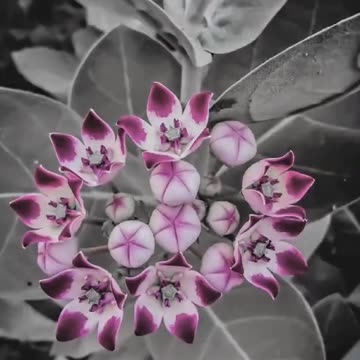 Beautiful flowers nature views