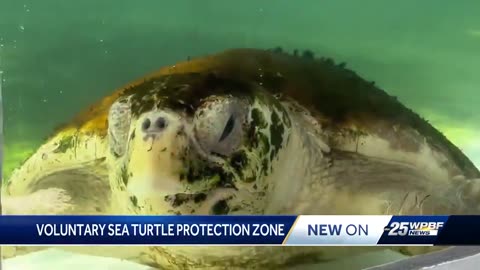 45 miles of South Florida beaches will be monitored for sea turtle safety