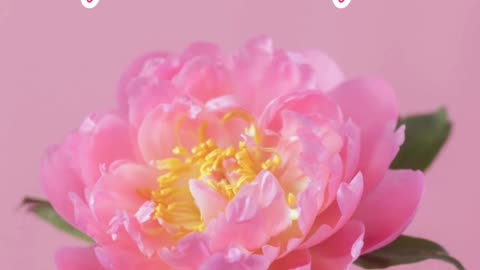 Bloom where you are planted. #momlove❤❤ #mothersday #mothersdaygift