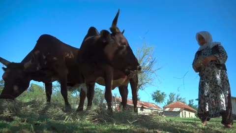 Village life in talesh