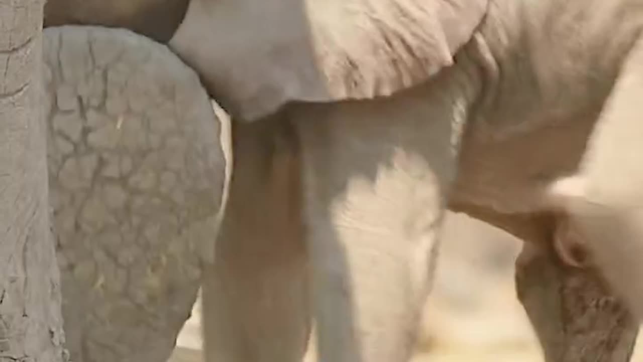 Elephant accidentally piese on other