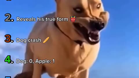 Ranking The Best Slow Motion Dogs Moments