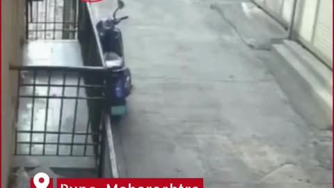 Pune Horror: Stray Dogs Maul Little Girl, CCTV Footage Sparks Outrage