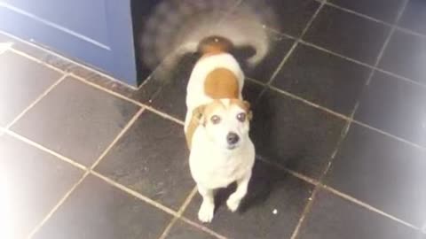 Funny Dogs and Cats That'll Make The World Laugh
