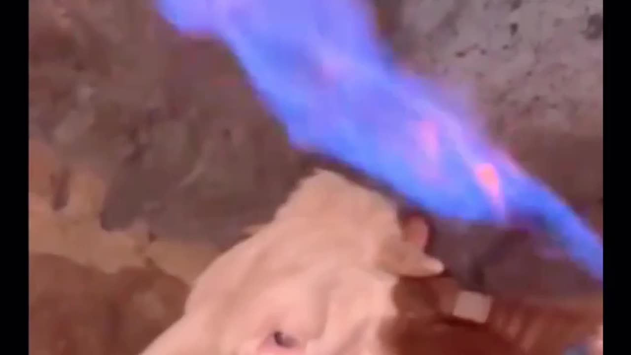 🤯🐄 Man Relieves a Bloated Cow—You Won't Believe How! | FeedMyCuriosity