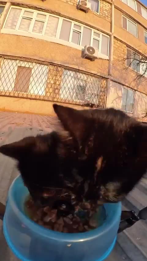 Feeding stray cats…with a drone