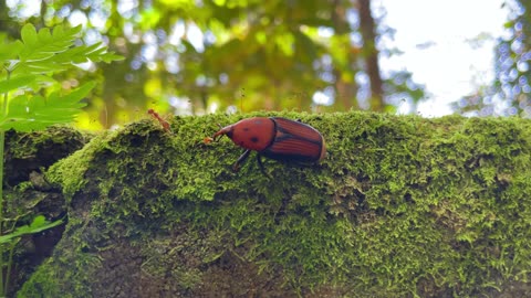 GIANT Red Palm Weevil’s Secret Jungle Walk