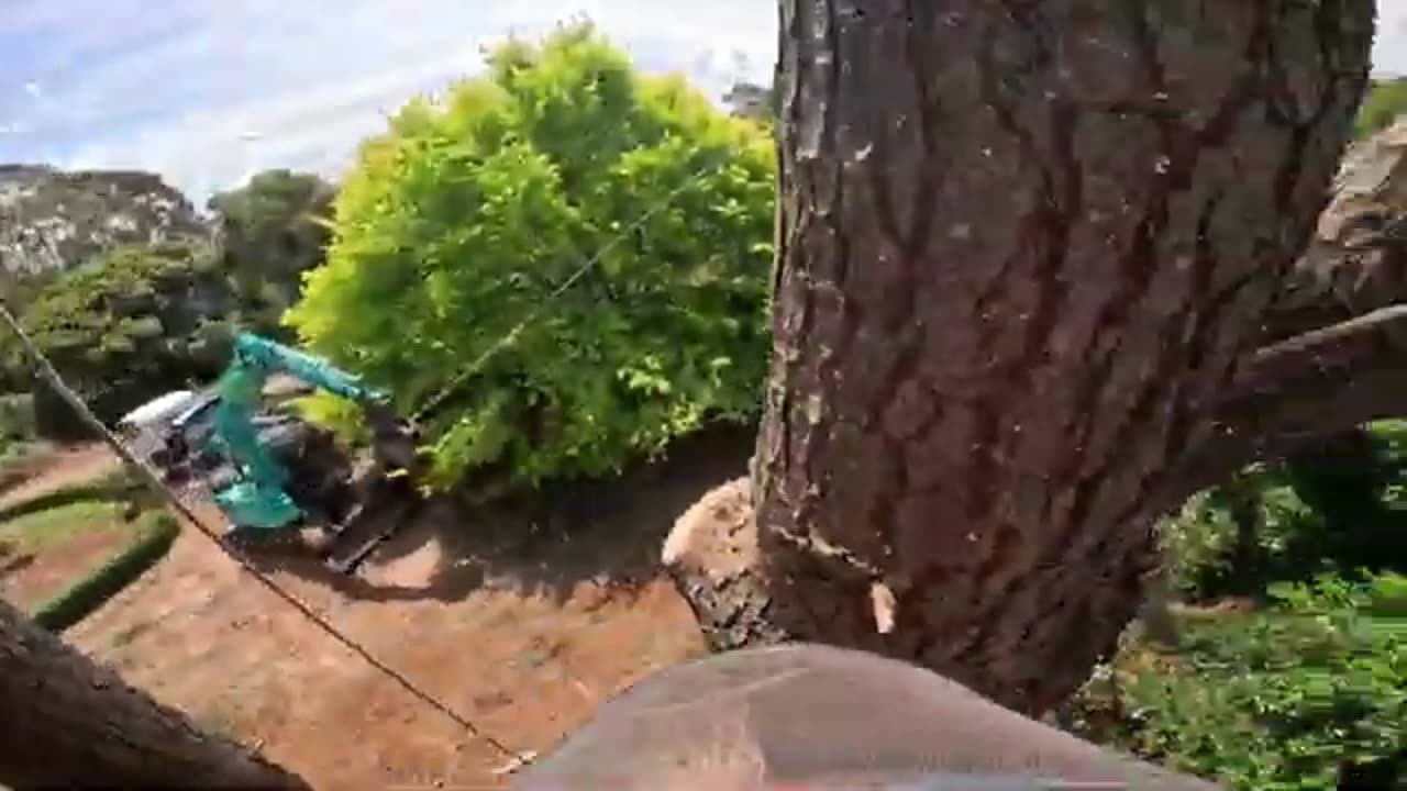 16 Tonne Excavator vs Big Pine Tree