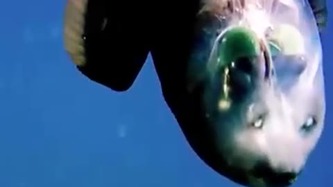 The barel eye fish