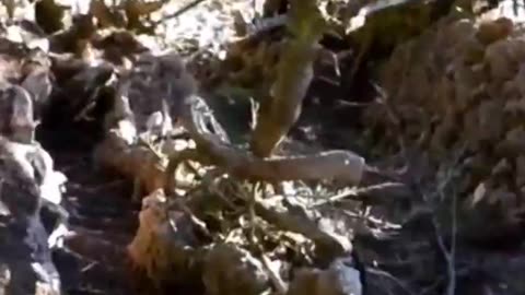 What War was this? Sutro Heights, San Francisco