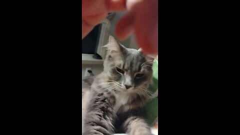 Smokey's bedtime ritual, sweet boy never misses a day unless I make him mad