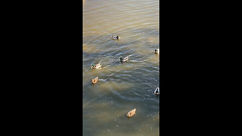 Mallard Ducks 🦆 #mallardducks #shorts #viral #trending #ducks #followme