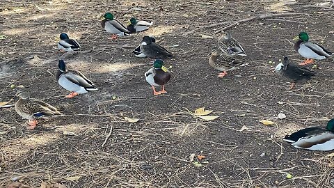 I’ve recorded the Mallard Ducks Today on November 27 2025 And Happy Thanksgiving