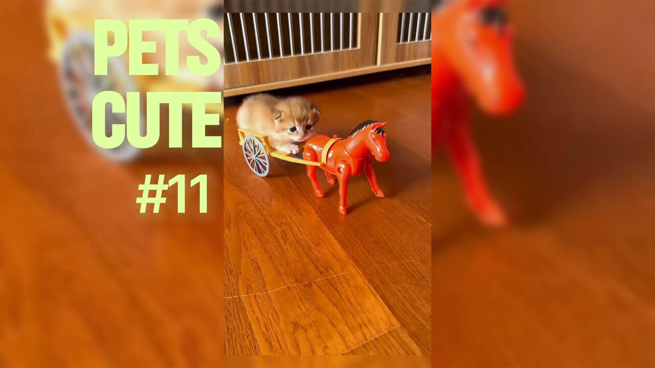 Talking Animals: Pets Who Can Actually Communicate.