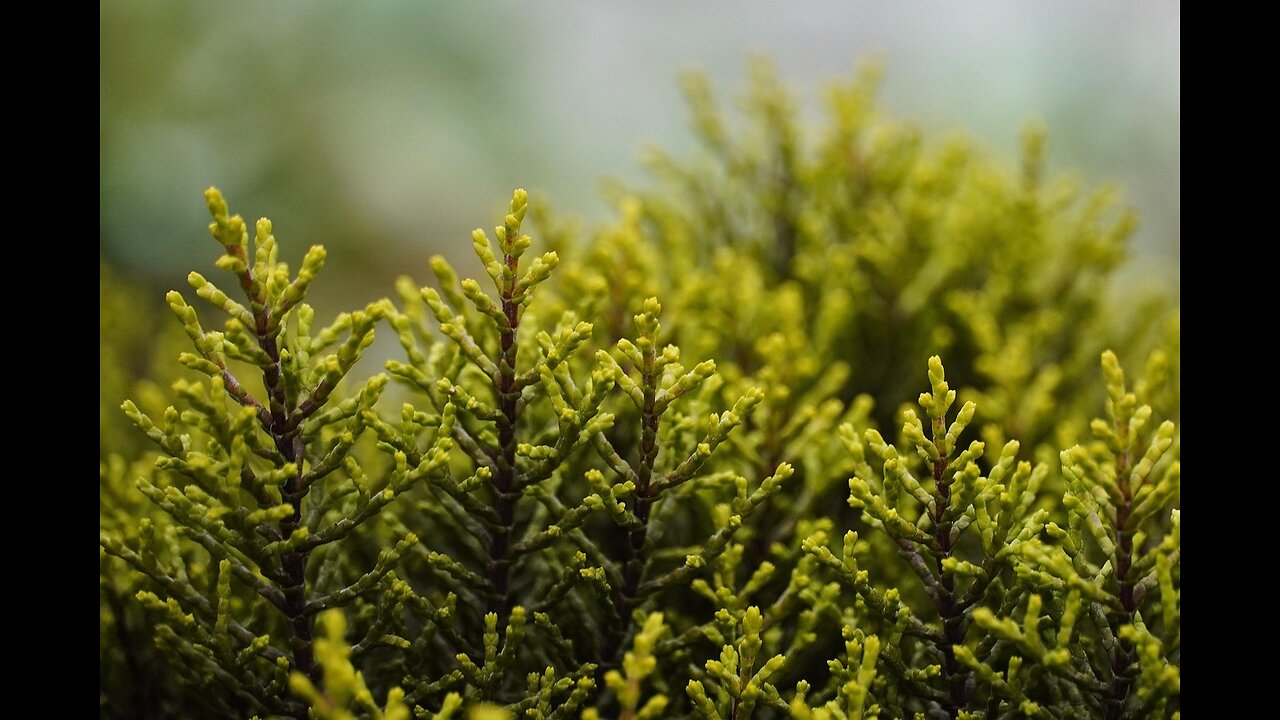 Whispers of Serenity: Embracing the Tranquil Beauty of Nature"