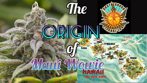 The Origin of Maui Wowie