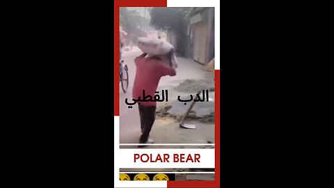 #الدب_القطبي