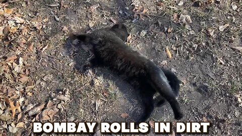Bombay Rolls In Dirt