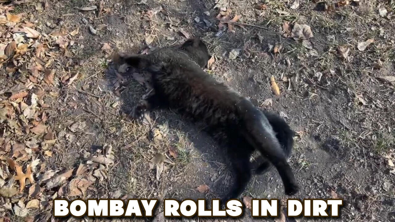 Bombay Rolls In Dirt