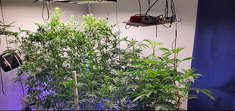 RDWC and Soil Cannabis jungle