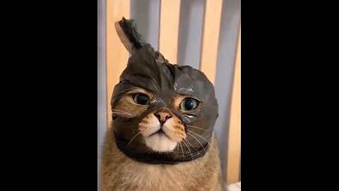 😂 Laugh Out Loud with These Cats Funny Moments 🤣