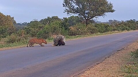 Porcupine Parents Protect Babies from Leopard