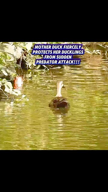 Mother Duck Fiercely Protects Her Ducklings From Sudden Predator Attack!!!