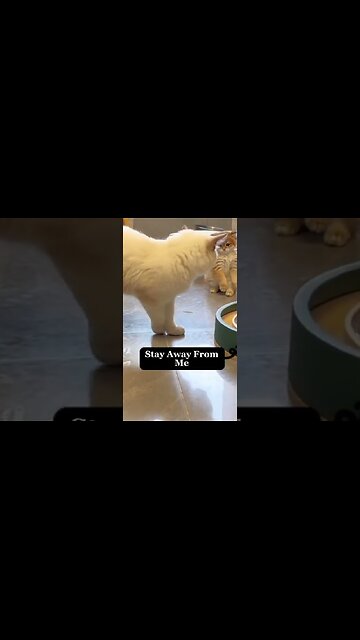 Beautiful Fight Between Kitten And Her Mum | Beautiful Cats | Humpty Hobbies