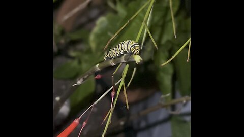 Midnight Caterpillar Munchies