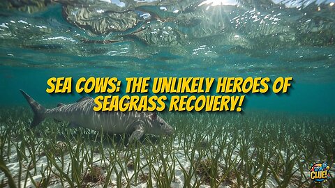 Shark Bay Seagrass Resilience: Dugongs Drive Recovery