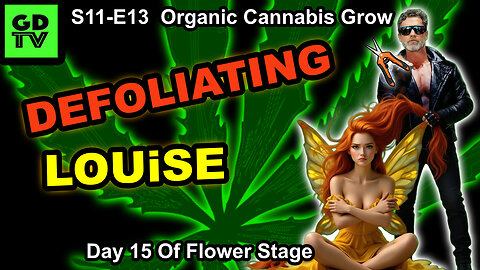 S11-E13 - PART ONE -Day 15 of Flower - Cannabis Grow – Defoliating Louise Black Bud Mars Hydro FC4000 EVO