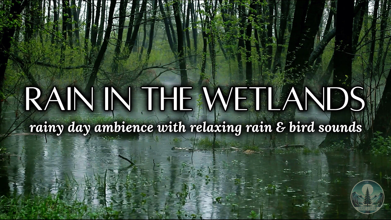 Soothing Rain & Bird Sounds for Relaxation & Sleep 🌿🌧️🐦 | Sounds of Nature