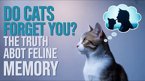 Do Cats Forget You? The Truth About Feline Memory #cat #memory #catbehavior #catfacts #petcare