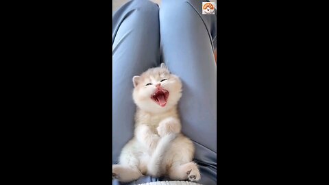 cat video ! cat voice ! cat sound ! cat meowing #shorts #short #youtubeshorts #tranding #cat #cats