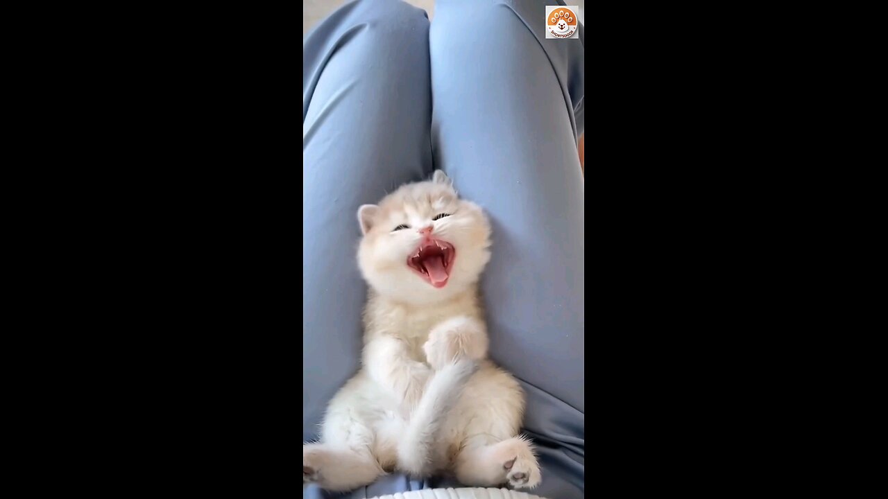 cat video ! cat voice ! cat sound ! cat meowing #shorts #short #youtubeshorts #tranding #cat #cats