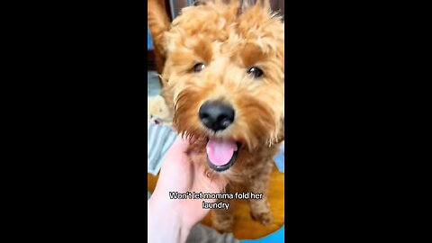 My Mini Goldendoodle Being the Sweetest… Until Laundry Time 😅🐾