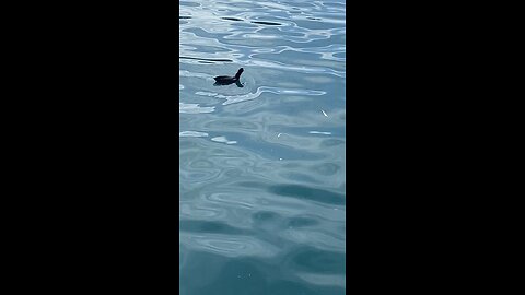 Two Coots is swimming #coot #coots #swimming #shorts #viral #subscribe #trending