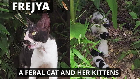 A Feral Mother and Her Kittens — CNR in a Rare, Delicate Situation