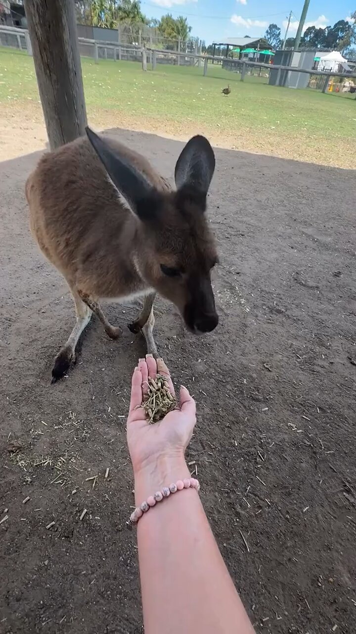 Feeding Australian Kangaroo