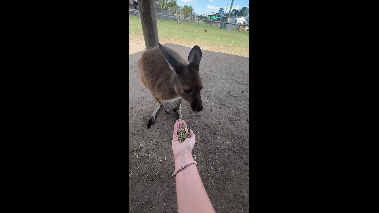 Feeding Australian Kangaroo