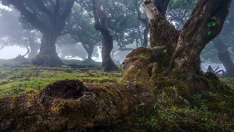 THE PARASITES & THE 'LAST' OF THE FATHERS GREAT TREES - by Scotty Bampot