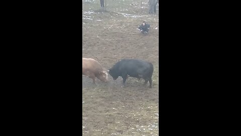 Agresor od Mašića vs Krilan od Selmana