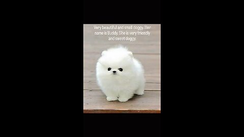 Very beautiful and small doggy